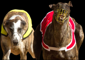 Greyhound racing action shot.